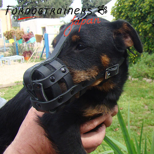 子犬、小型犬にフィットする革の口輪