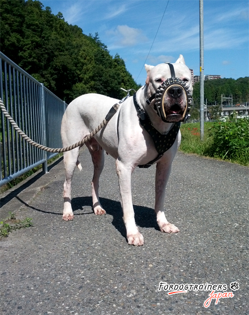 スタッズ付き犬用マズル