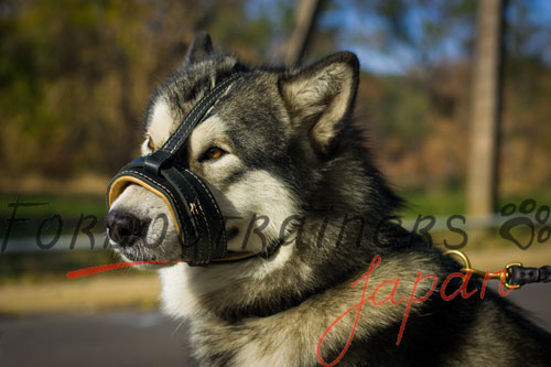 大型犬　マスク　革