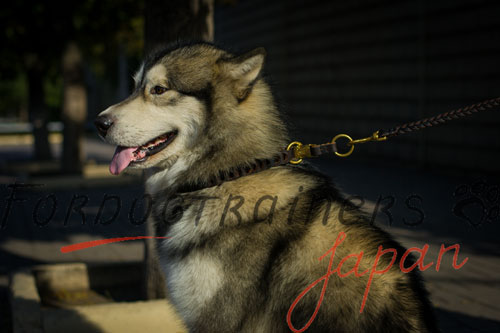 大型犬用首輪　ハンドクラフト