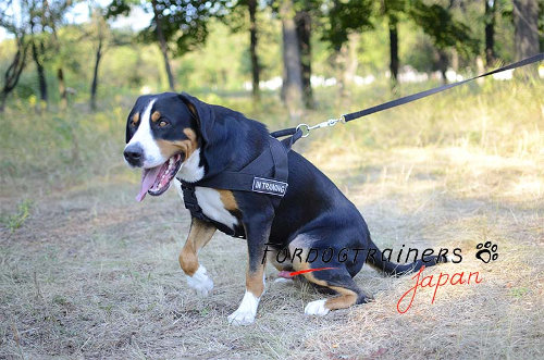 大型犬　ノープルハーネス