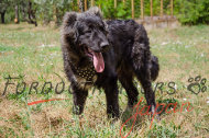 大型犬 ハーネス シルバーピラミッド付 大型犬 ハーネス シルバーピラミッド付