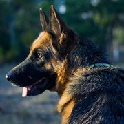 プレート付きの革製の首輪(中~超大型犬) プレート付きの革製の首輪(中~超大型犬)