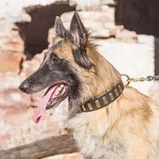 犬用の革製首輪 黄銅のプレート付 犬用の革製首輪 黄銅のプレート付
