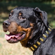 黄銅のプレート付き本革製犬用首輪 黄銅のプレート付き本革製犬用首輪