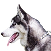 丸いスタッズ付き犬用首輪【本革製品】 丸いスタッズ付き犬用首輪【本革製品】