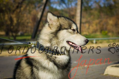 大型犬用首輪　かっこいい