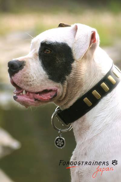 プレートで装飾された犬の首輪・カラー