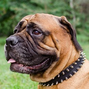 二列のスパイクで装飾された犬の首輪 二列のスパイクで装飾された犬の首輪