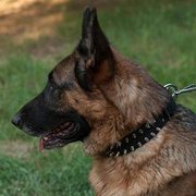 犬用首輪 二列のスパイク付き 犬用首輪 二列のスパイク付き