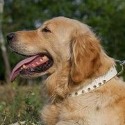 犬用首輪　二列の真鍮スパイク付き