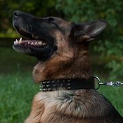 中~大型犬用首輪 革製 スパイク付き 中~大型犬用首輪 革製 スパイク付き