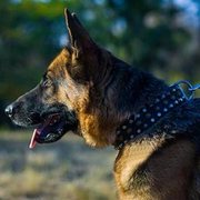中・大型犬用スタッズ付きの革製首輪 中・大型犬用スタッズ付きの革製首輪