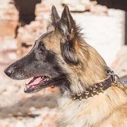 ゴールデンスパイク・玉スタッズ付 天然皮革製 犬用首輪 ゴールデンスパイク・玉スタッズ付 天然皮革製 犬用首輪