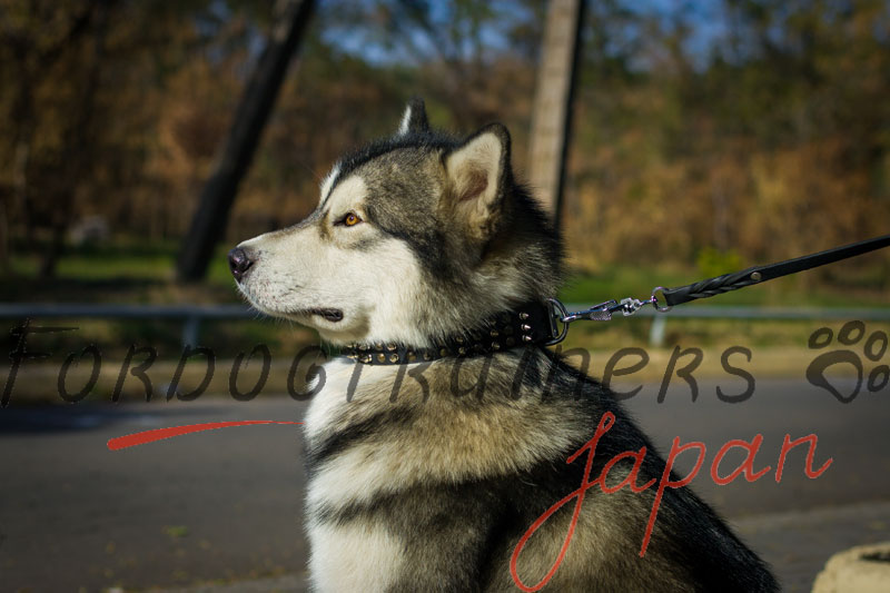 大型犬 首輪 かっこいいスタイル 6 769