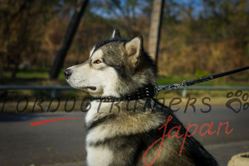 大型犬　首輪　高級