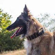 金属装飾付 本革製 犬用首輪 金属装飾付 本革製 犬用首輪
