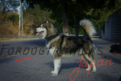 大型犬用首輪　本革