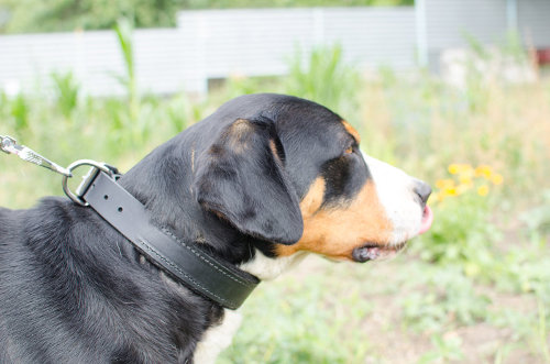 大型犬　首輪　ソフト