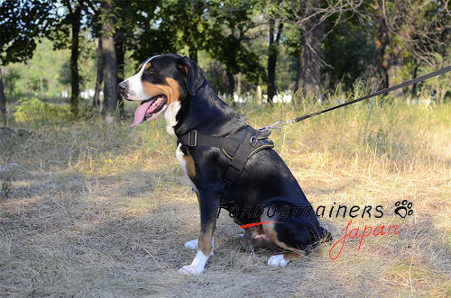 大型犬　ハーネス　ナイロン