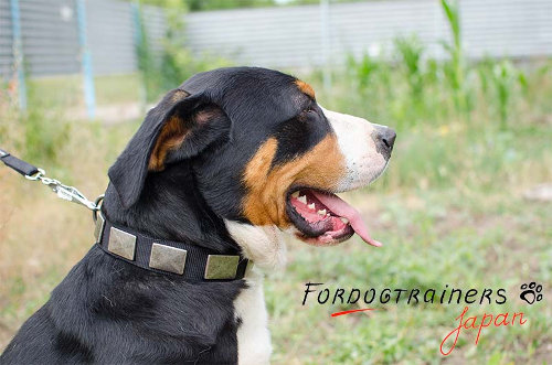 大型犬　首輪　ナイロン