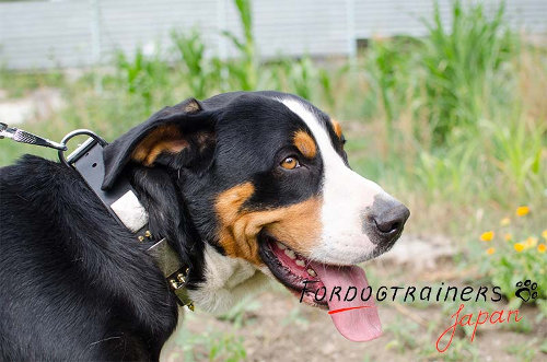 大型犬　首輪　スタッズ