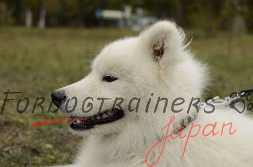 大型犬　首輪　革