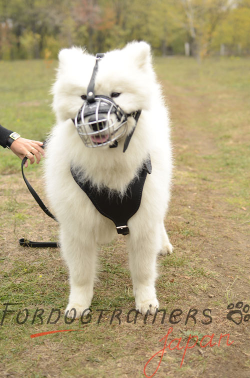 大型犬　水飲みができる口輪