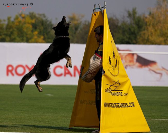 professional blind for dog training