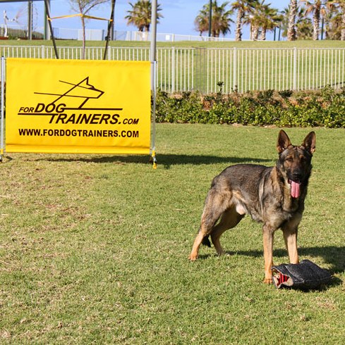 jump for dog training