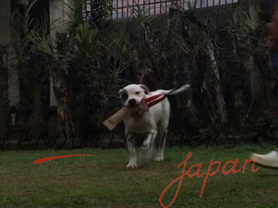 ジュート製　犬用の噛むタグ