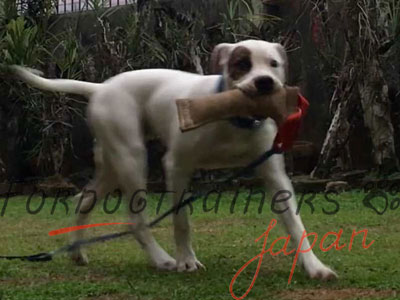 Jute Chew Tag