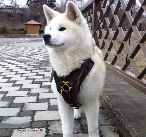 秋田犬にぴったり合うハーネス