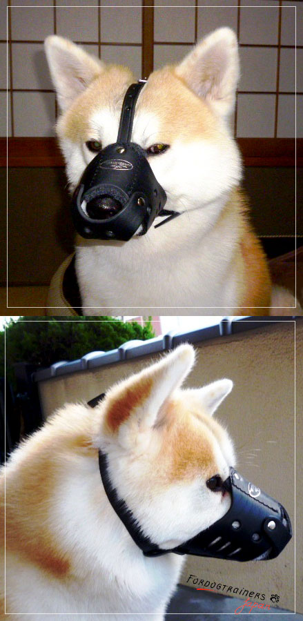 padded leather muzzle for large dog breeds like akita inu
