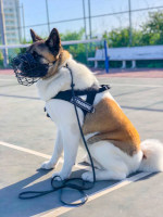 秋田犬　口輪　ゴム引きワイヤー製　バスケット型　冬にぴったり！