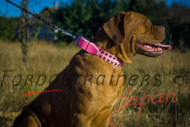 ボルドーマスティフ犬用ピンクカラー　レザー製　スタッズ付き