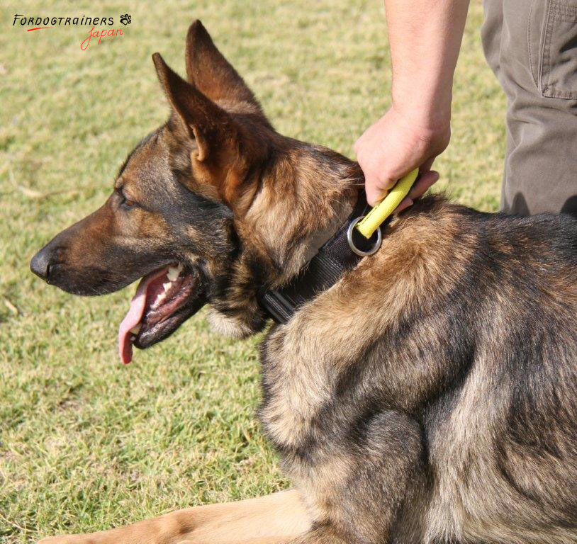 犬訓練用ナイロンの犬の首輪