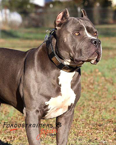 Pitbull wearing decorated leather dog collar