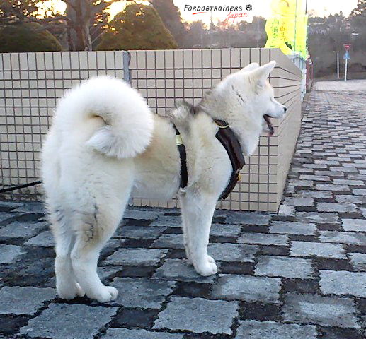 秋田犬によく合う本革ハーネス