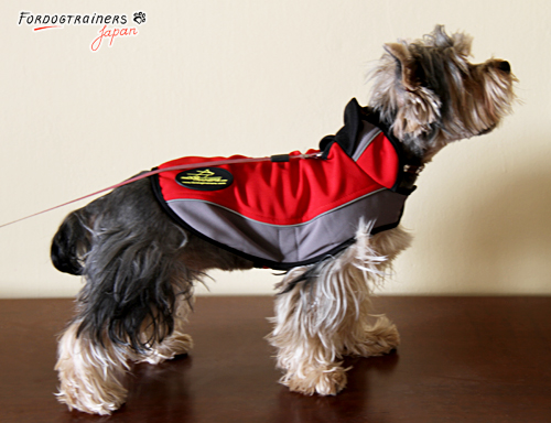 犬のコートをつけている小型犬