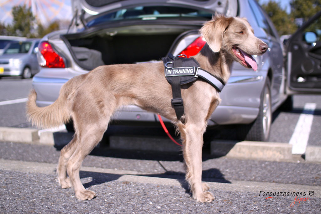 nylon harness on beautiful dog
