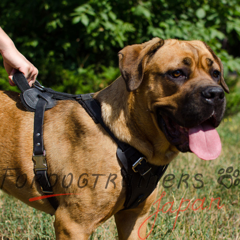 大型犬 ハーネス 訓練にぴったり 丈夫な本革製で犬に安全 8 061