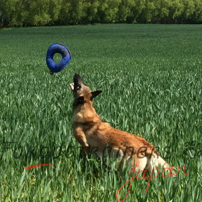 犬　噛むパッド