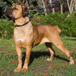 革のチョークカラー 大型犬用 丸型装飾付き 12mm 革のチョークカラー 大型犬用 丸型装飾付き 12mm