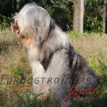 シェパード　ハーネス　便利なハンドル付　上質なナイロン製