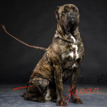 カネコルソ 日常散歩にぴったり合う胴輪 上質な本革製 犬に安全 カネコルソ 日常散歩にぴったり合う胴輪 上質な本革製 犬に安全