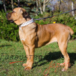 ホワイトレザーカラー 大型犬用首輪 おしゃれなスパイク付き ホワイトレザーカラー 大型犬用首輪 おしゃれなスパイク付き