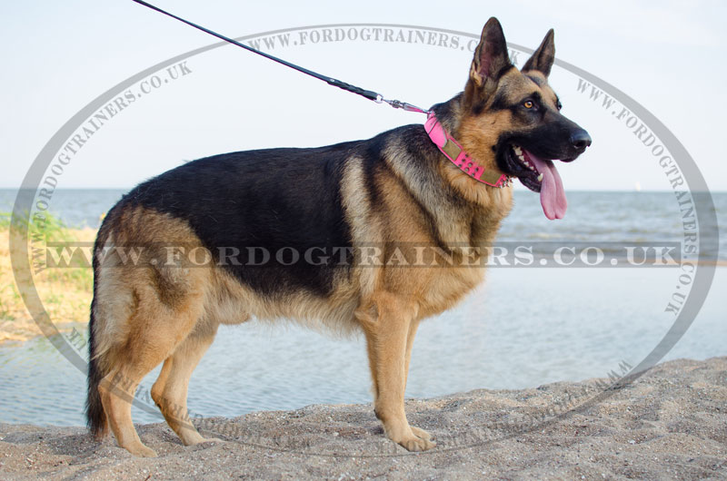 犬 散歩用ピンクカラー は美しい シェパード かわいい 犬 散歩や 大型犬 しつけに合うかわいいデザインカラー スパイクとプレートの装飾付き 9 650