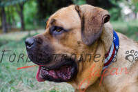 カネコルソ 首輪 犬 デコカラー 革製 カネコルソ 首輪 犬 デコカラー 革製