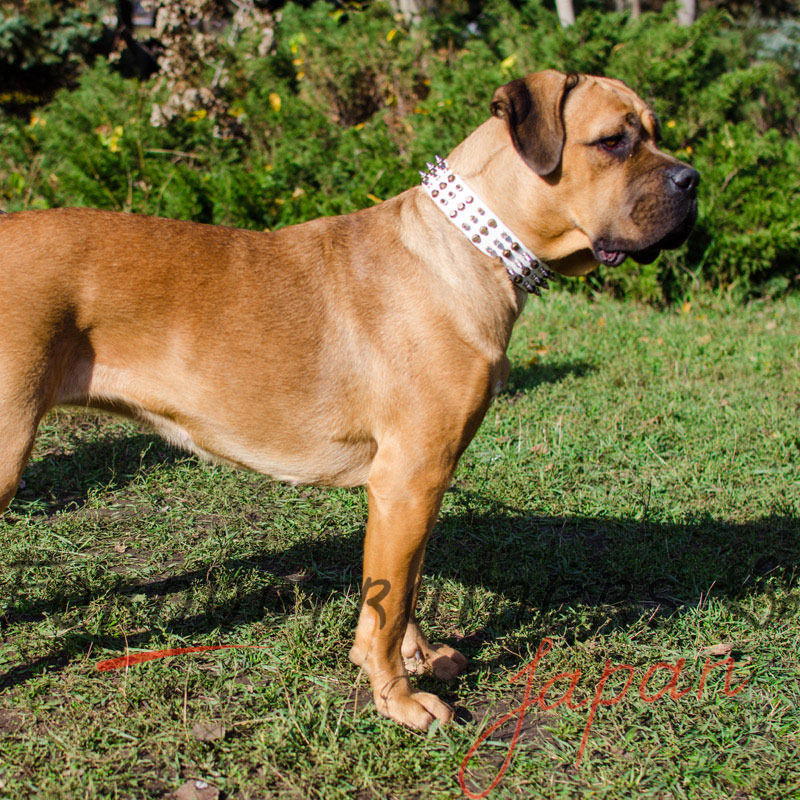 大型犬用首輪 幅広いレザー製ベルト 丈夫な金具とおしゃれな装飾付き 11 674